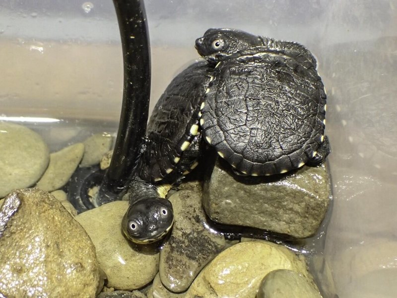 台北市立動物園2日表示，極危物種「羅地島蛇頸龜」今年陸續有7隻寶寶誕生、11顆卵受精，不過寶寶們食量非常大，只好養起孑孓因應。（台北市立動物園提供）中央社記者陳昱婷傳真 111年5月2日