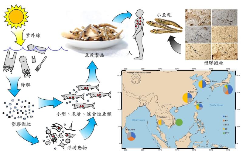 中山大學研究團隊從泰國等7個亞洲國家出產的14項魚乾產品中驗出微塑膠，研究團隊指出，鯷科及鯡科魚類主要以水中藻類及浮游生物為食，容易在進食時攝入細小的塑膠微粒，並累積在體內，再經食用海產進入人體。（中山大學提供）中央社記者曾以寧傳真 111年5月2日