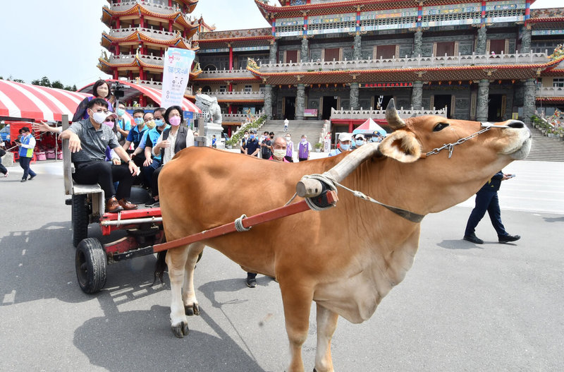 彰化縣政府7日在芳苑鄉普天宮辦理國際海牛文化節，縣長王惠美（車上前右）表示，芳苑鄉有廣大潮間帶，特有牛車採蚵文化歷史近300年，擁有全國唯一的海牛文化無形文化資產，歡迎來認識芳苑漁村文化。（彰化縣政府提供）中央社記者蕭博陽彰化縣傳真  111年5月7日