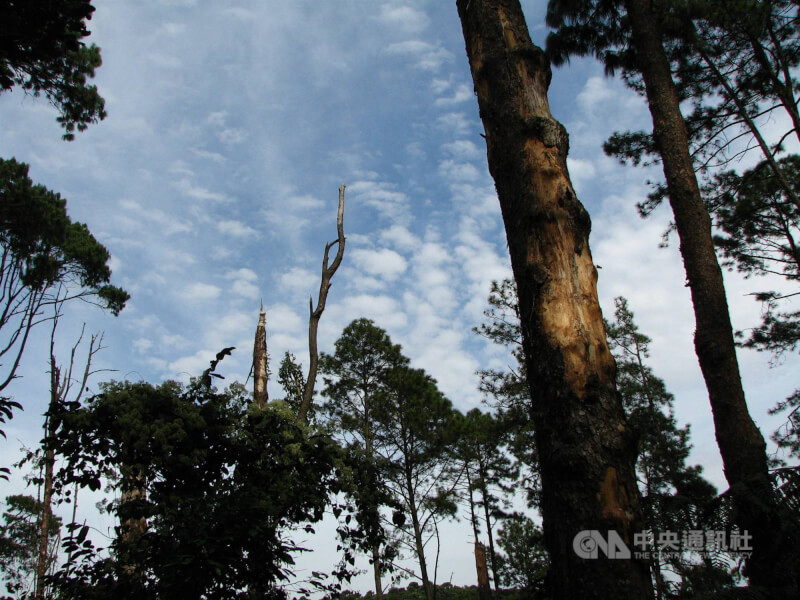 巴西政府初步數據顯示，亞馬遜雨林的森林砍伐面積4月飆破紀錄，幾乎比去年同期的伐林面積多一倍。（中央社檔案照片）