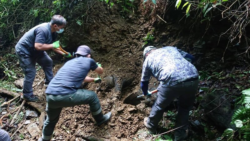 野放的東卯山黑熊在5月6日起失去訊號，9日在最後收訊處附近發現遭掩埋。（林務局提供）