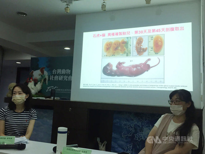 台灣動物社會研究會、台灣石虎保育協會12日舉行記者會提出4大質疑,呼籲台大撤銷以家貓為代理孕母的石虎異種複製計畫。目前此計畫正在科技部審查中,農委會林務局說,未參與此計畫。中央社記者楊淑閔攝 111年5月12日