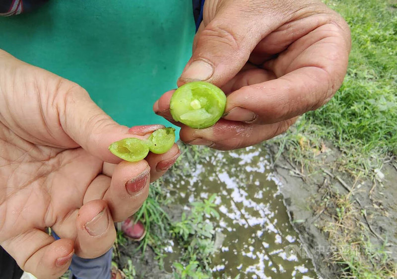 苗栗縣卓蘭鎮巨峰葡萄因3月連續降雨、忽冷忽熱,導致授粉不佳假性結果,出現俗稱的「石葡萄」(左),農民指出,無籽的石葡萄無法繼續成長,較正常葡萄(右)小,可預期夏季產期勢必嚴重歉收,損失慘重。中央社記者管瑞平攝 111年5月12日