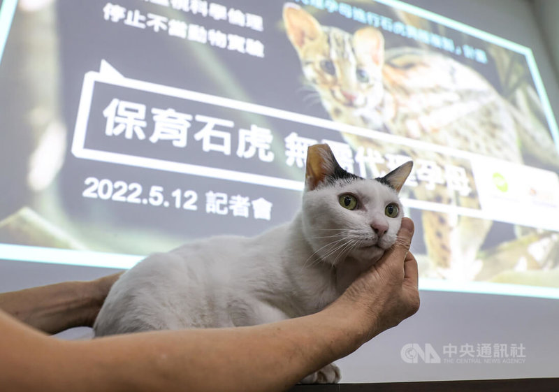台灣動物社會研究會12日上午舉行記者會，會中呼籲台大實驗動物照護及使用委員會（IACUC）應撤銷要將「石虎」與「家貓」進行「異種複製」繁殖的研究計畫，避免不當動物實驗。圖為示意用家貓。中央社記者鄭清元攝 111年5月12日