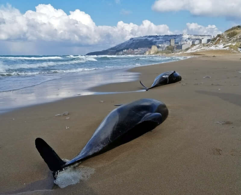 近期在土耳其黑海沿岸已有80多隻海豚擱淺死亡，科學家分析，這可能是俄烏衝突造成的水下噪音所致。（圖取自土耳其海洋研究基金會網頁tudav.org）
