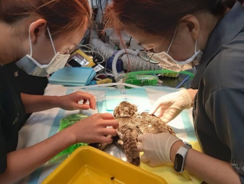 壽山動物園3月接獲一隻左翅骨折已久的領角鴞救傷任務,園方與中興動物醫院團隊合作進行手術,埋了2根長釘在骨頭中。(壽山動物園提供)中央社記者曾以寧傳真 111年5月13日