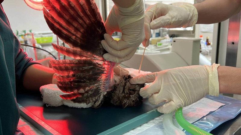 壽山動物園3月接獲一隻左翅骨折已久的領角鴞救傷任務,為了保持領角鴞翅膀關節的活動性,術後獸醫為牠復健,讓翼膜保持一定的柔軟度,關節獲得足夠伸展。(壽山動物園提供)中央社記者曾以寧傳真 111年5月13日