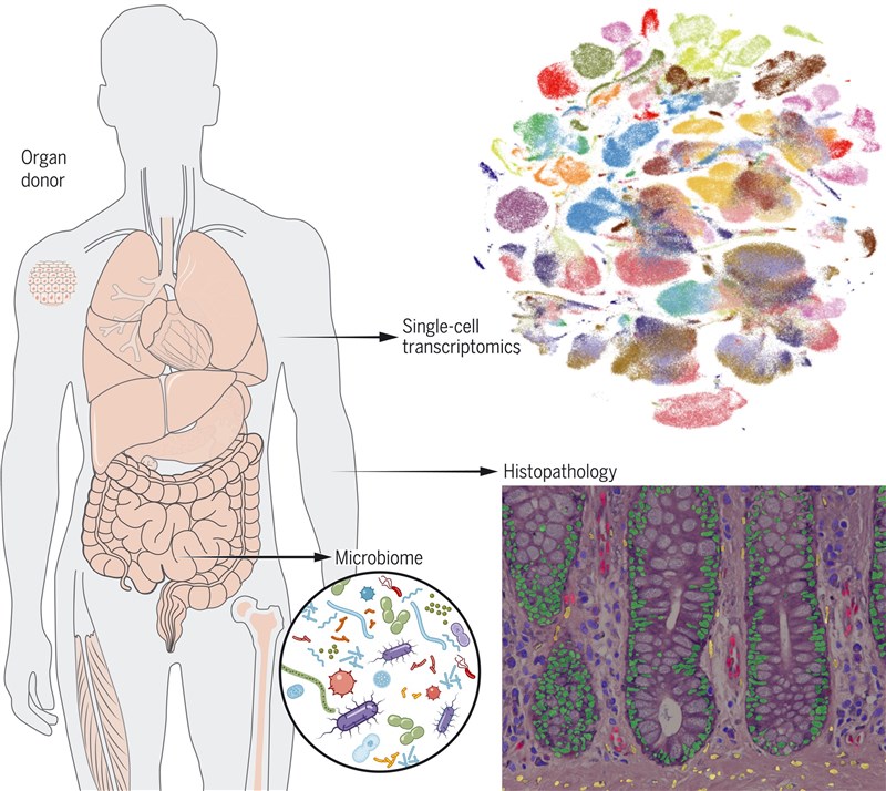科學家團隊公布「人體細胞圖譜」初稿，其中包含來自人體24個組織和心、肺、眼睛等器官約50萬個細胞。（圖取自科學雜誌網頁science.org）