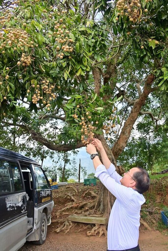 氣候異常,3月持續性下雨,影響台東市龍眼花期結果,農委會13日公告納入農業災害現金救助,民眾14日起至23日可向所在地公所申請。(劉櫂豪提供)中央社記者盧太城台東傳真 111年5月13日