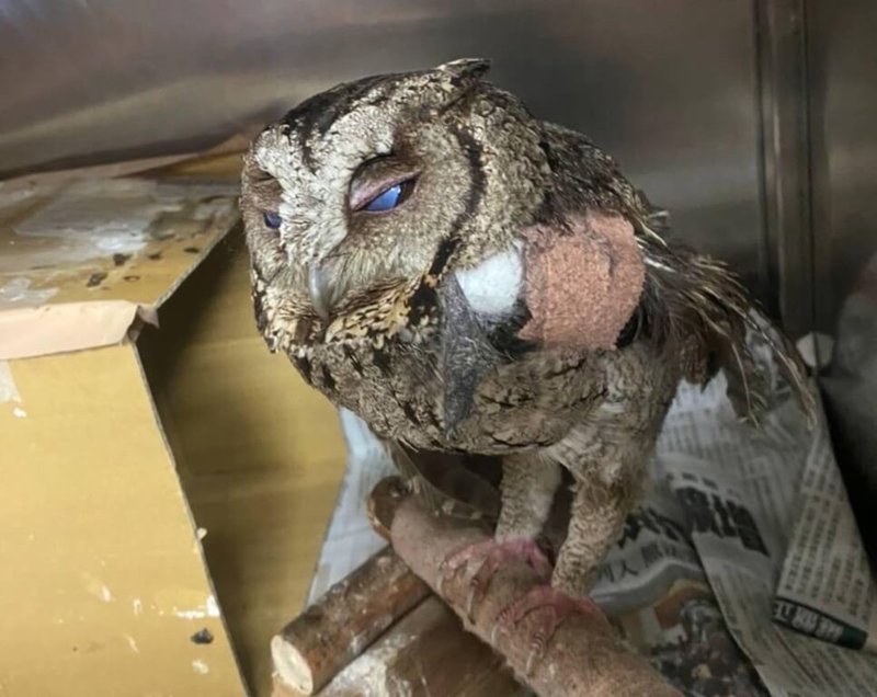 壽山動物園3月19日接獲救傷人員送來一隻無法飛行的領角鴞,獸醫師檢查發現牠的左翅橈尺骨骨折,而且附近皮膚因骨折造成破裂,周邊沾上血液的羽毛已乾涸。(壽山動物園提供)中央社記者曾以寧傳真 111年5月13日