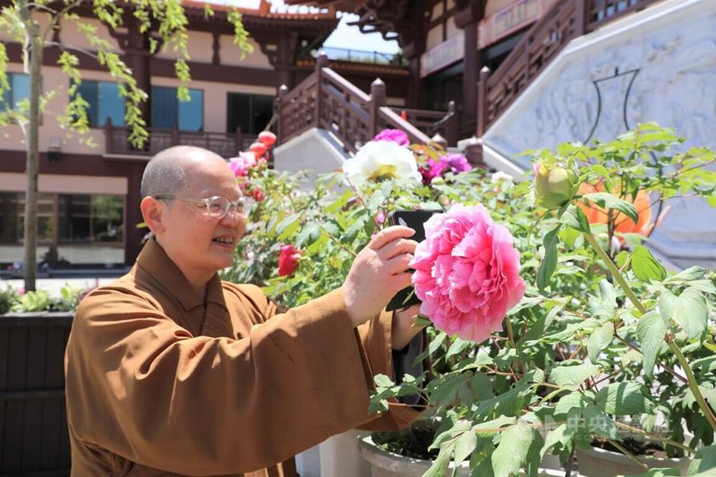 位於日本群馬縣的佛光山法水寺住持滿潤法師表示，3年前從中國山東省菏澤市引進牡丹，現在加上有日本島根縣的牡丹，5月牡丹綻放，有助活絡當地觀光。中央社記者楊明珠群馬攝  111年5月14日