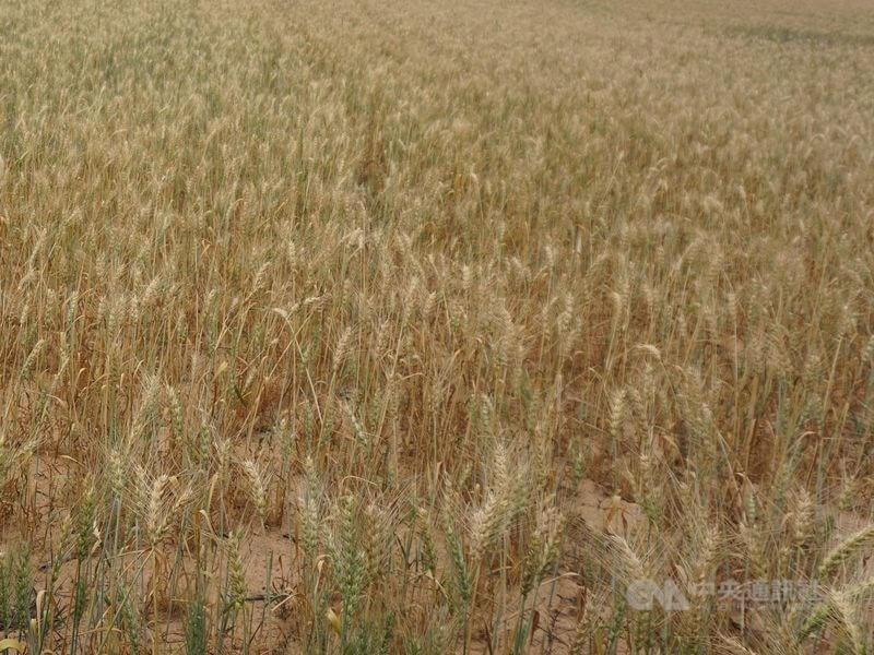 印度日前才立下今年小麥出貨要創新高目標，14日突然宣布禁止小麥出口且立即生效。圖為小麥田。（中央社檔案照片）