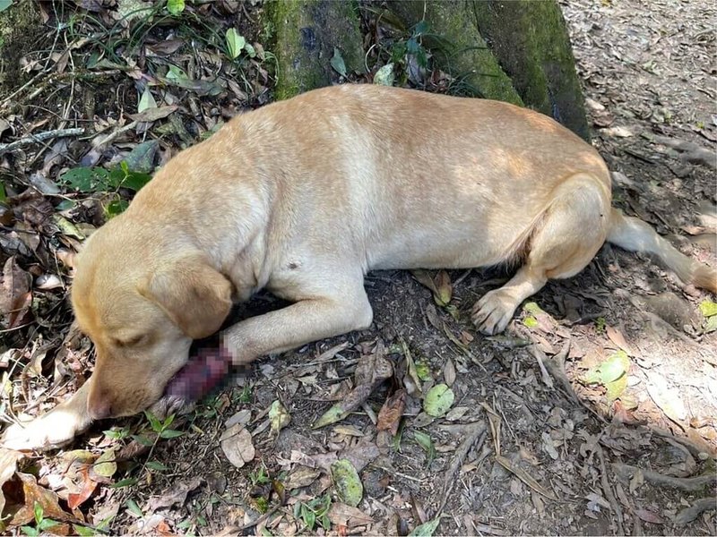 嘉縣大凍山登山步道3月時有山友發現一隻左前肢受傷浪犬「大黃」,家畜所獸醫師研判應是踩到「山豬吊」。(嘉義縣政府提供)中央社記者蔡智明傳真 111年5月16日
