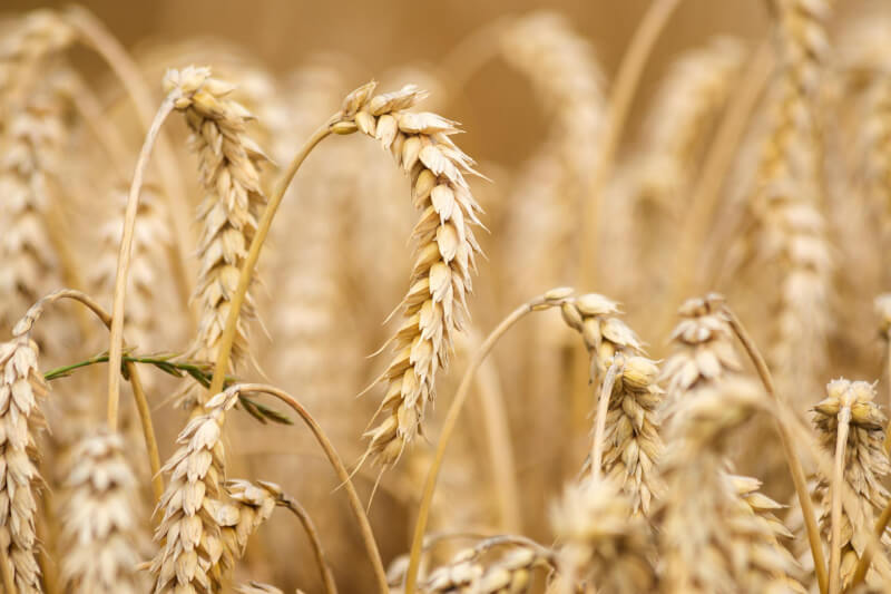 印度禁止出口小麥，16日價格飆至歷史新高。（圖取自Pixabay圖庫）