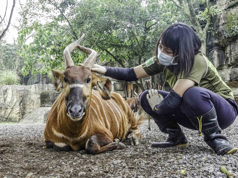 台北市立動物園保育員林靜宜表示，保育員最重要的條件，是擁有一顆為動物著想的心。（台北市立動物園提供） 中央社記者陳昱婷傳真 111年5月18日