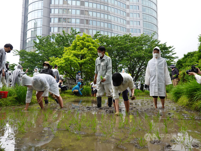 森大廈公司自2006年起在六本木之丘的櫸坂綜合大樓屋頂庭園辦插秧活動，邀附近居民參與，可敦親睦鄰，也可讓民眾了解日本傳統種稻文化。中央社記者楊明珠東京攝  111年5月21日