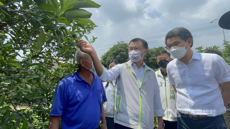 雲林柑橘類果農近日紛紛向民進黨籍立委劉建國(右)陳情,今年3月連日降雨導致果樹結果率偏低;劉建國21日邀請農委會主委陳吉仲(前中)到古坑鄉永光現勘柳丁災損,並與農友面對面溝通協調。 中央社記者姜宜菁攝 111年5月21日