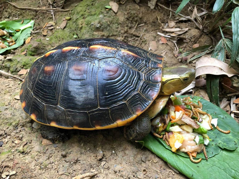 高雄市壽山動物園一級保育類動物食蛇龜其實並不吃蛇,主要以植物、果實、蕈類、昆蟲、蚯蚓等無脊椎動物或動物腐肉為食。(高雄市觀光局提供)中央社記者蔡孟妤傳真 111年5月23日