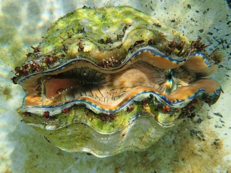 海洋委員會指出,預告列為珍貴稀有海洋保育類野生動物的硨磲貝包含扇硨磲貝(圖)等7種。(海洋委員會海洋保育署提供)中央社記者曾以寧傳真 111年5月23日
