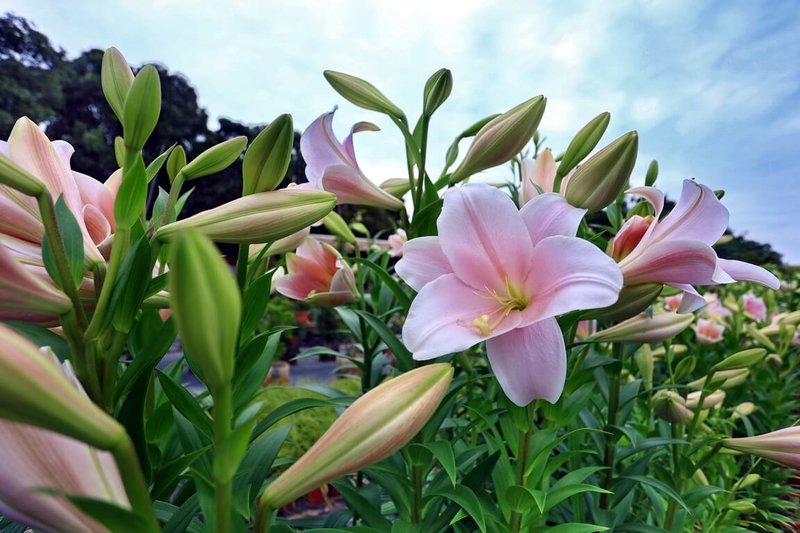 金門縣林務所24日表示,所裡栽植的各類百合花近期盛開,首批盛開的香水百合經整理採摘後,先後致贈金門醫院、衛生局和消防局,感謝第一線防疫人員連日來守護民眾健康的辛勞。(金門縣林務所提供)中央社記者黃慧敏傳真 111年5月24日