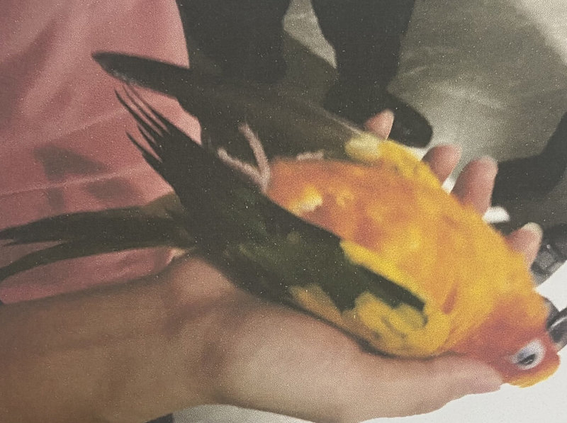 54歲陳姓男子與67歲鄭姓女友同居,認為女方飼養的金太陽鸚鵡破壞兩人感情,遷怒鸚鵡在自家住處徒手毆打鸚鵡致死,台灣橋頭地方法院依違反動物保護法、毀損等罪判處拘役40天,併科新台幣20萬元罰金。(讀者提供)中央社記者洪學廣傳真 111年5月27日