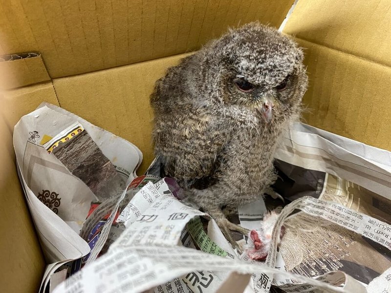 新北市動保處28日表示,近日獲報民眾因整理枝葉過程發現鳥巢掉落,經救援檢查,確認為領角鴞雛鳥(圖),因還沒有自行進食能力,送往台灣猛禽研究會協助收容。(新北動保處提供)中央社記者黃旭昇新北傳真 111年5月28日