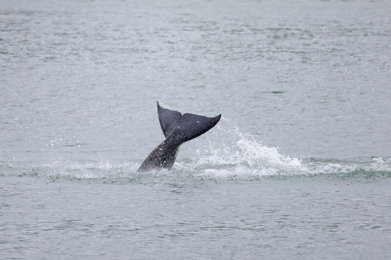 一頭罹患絕症的虎鯨兩週前意外游進塞納河。（路透社）