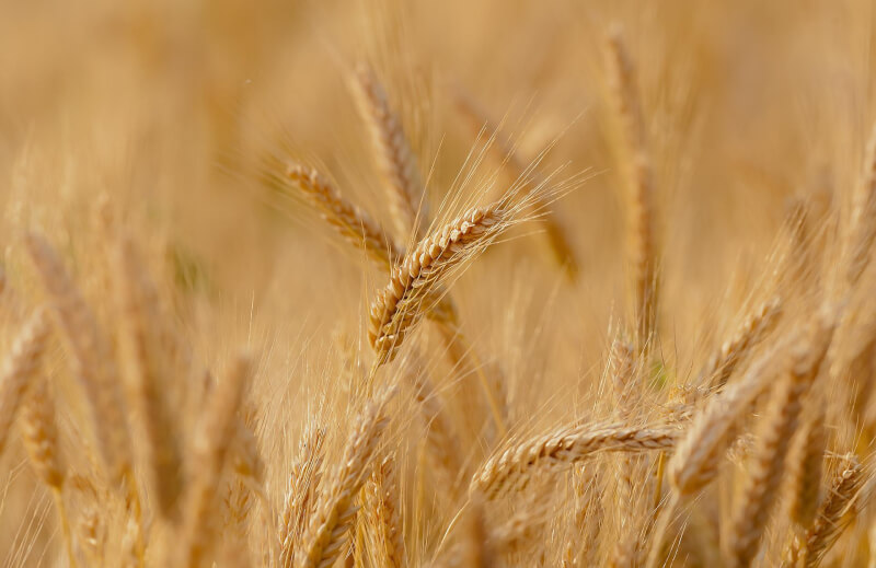 美國是全球第4大小麥出口國。全球正面臨糧食危機，美國的小麥生產也遭遇問題。（示意圖／圖取自Pixabay圖庫）
