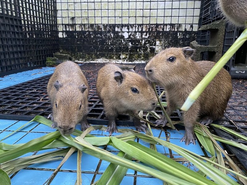 新竹市立動物園昆蟲館的水豚媽媽上個月生了3隻寶寶，園方4日表示，目前水豚媽媽正在坐月子，預計8月底寶寶就能與民眾見面。（新竹市政府提供）中央社記者魯鋼駿傳真 111年6月4日