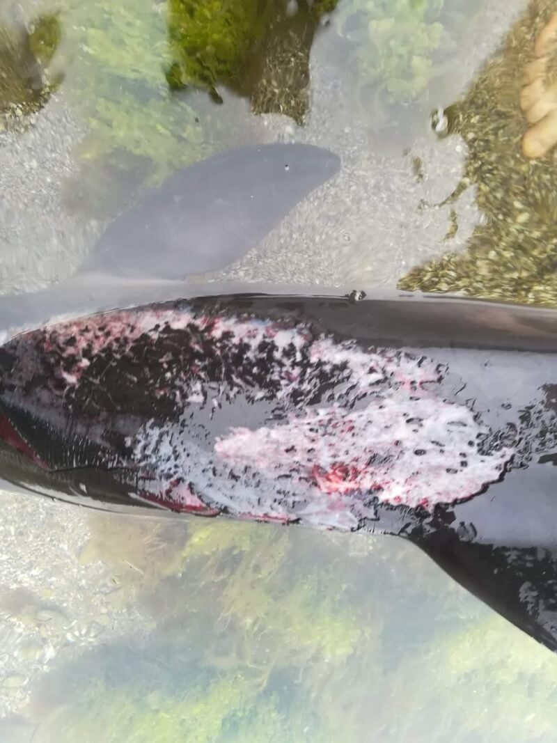 Tuzlivski lymany自然公園研究員魯塞夫表示，黑海沿岸發現數百隻被沖上岸的海豚屍體，一些海豚因炸彈或水雷爆炸受傷。（圖取自facebook.com/rusevivan）