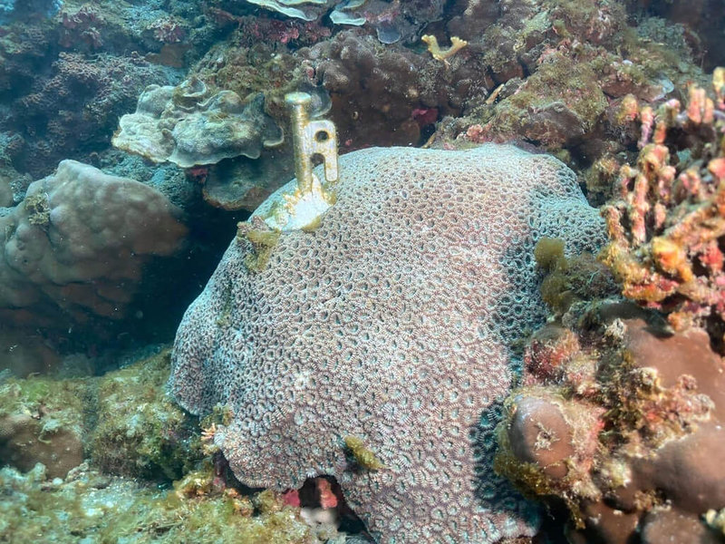 宜蘭縣豆腐岬海中珊瑚近日被發現遭人釘上營釘，還黏著塑鋼土，民眾將照片上傳臉書（Facebook）痛批劣質潛水客，請大家共同緝凶。（讀者提供）中央社記者王朝鈺傳真 111年6月6日