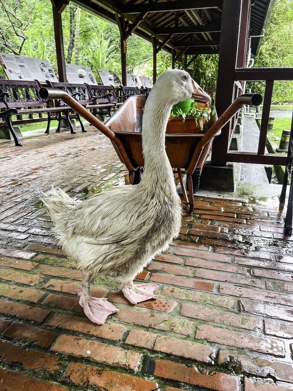 台北市立動物園兒童動物區養了一群白鵝，其中一隻羽毛明顯髒亂，園方說明，牠其實很健康，只是不敢下水洗澡。（台北市立動物園提供）中央社記者陳昱婷傳真 111年6月6日