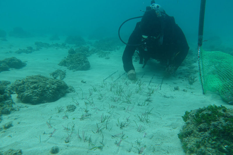 海洋委員會海洋保育署近年針對具有強大碳匯功能的海草床、紅樹林、鹽沼及珊瑚礁等海洋生態系，進行相關監測調查、保育及復育行動，以期達成2050淨零碳排目標。（海洋保育署提供）中央社記者洪學廣傳真  111年6月8日