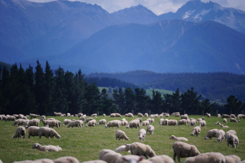 紐西蘭8日公布一項計畫草案，將要求農民為牲畜碳排付費。圖為紐西蘭一處農場上的綿羊。（圖取自Pixabay圖庫）