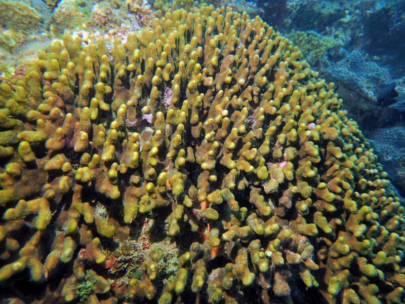 台東三仙台海域生態豐富，魚類及海蛞蝓數量繁多，軟珊瑚覆蓋率高，且大礁石的垂直面有不少海扇生長。 （東部海岸風景區管理處提供）中央社記者李先鳳傳真  111年6月9日