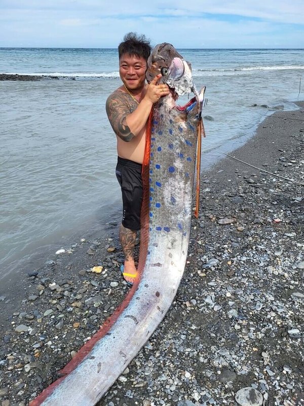 台東釣客林奕帆9日在太麻里海邊釣上一條約6公尺長的勒氏皇帶魚,這種魚又稱地震魚、龍王魚。(民眾提供)中央社記者盧太城台東傳真 111年6月9日