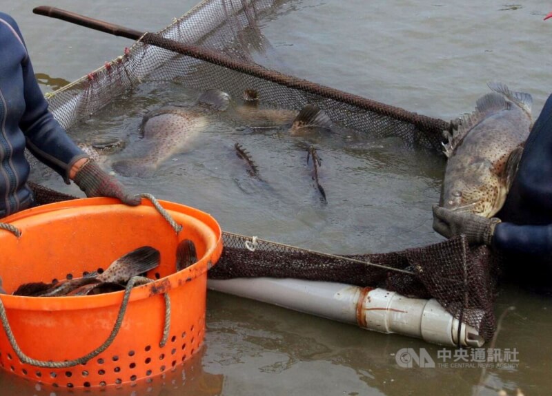 中國以檢出禁用藥物為由13日起暫停台灣石斑魚輸入，農委會主委陳吉仲11日說，台灣石斑魚品質無虞。（中央社檔案照片）