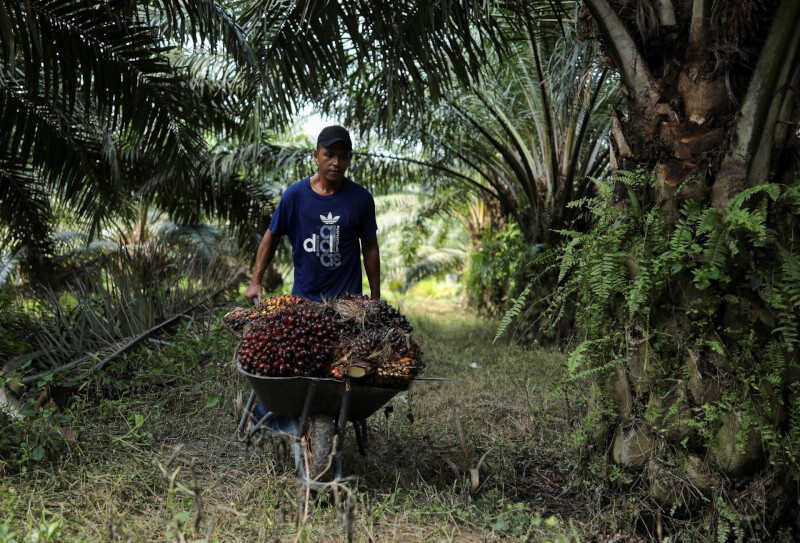 馬來西亞缺工上百萬人，從棕櫚油業到半導體製造業都被迫停接訂單。圖為馬來西亞採收棕櫚果的印尼移工。（路透社）