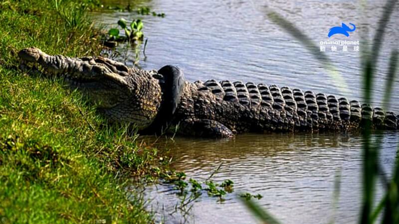 印尼一隻鱷魚被輪胎卡住頸部，許多人嘗試拯救牠但都失敗，隨著牠的體型越來越大，輪胎也越來越緊，讓鱷魚連呼吸都困難。（動物星球頻道提供）中央社記者葉冠吟傳真 111年6月14日