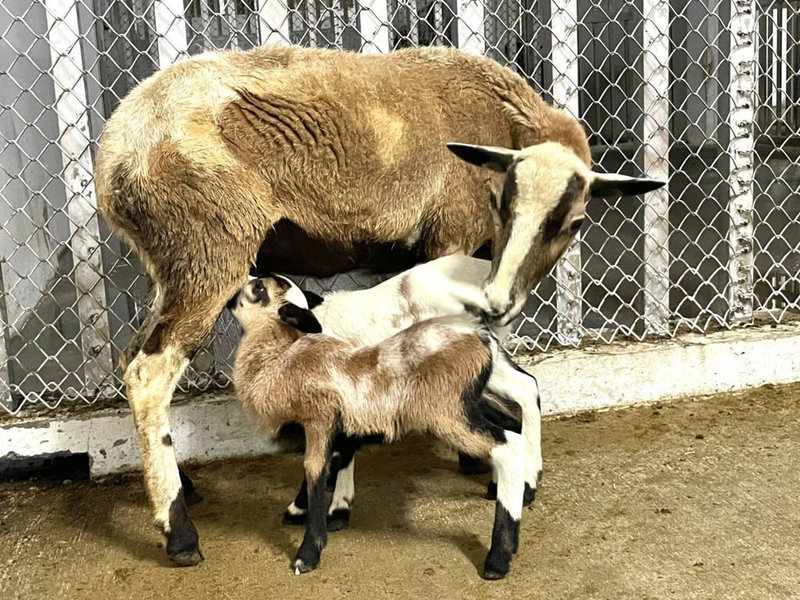 壽山動物園5月23日歡喜迎接2隻黑肚綿羊的誕生，新生的黑肚綿羊目前已能站穩腳步跟著媽媽行動。（高雄市觀光局提供）中央社記者蔡孟妤傳真 111年6月15日