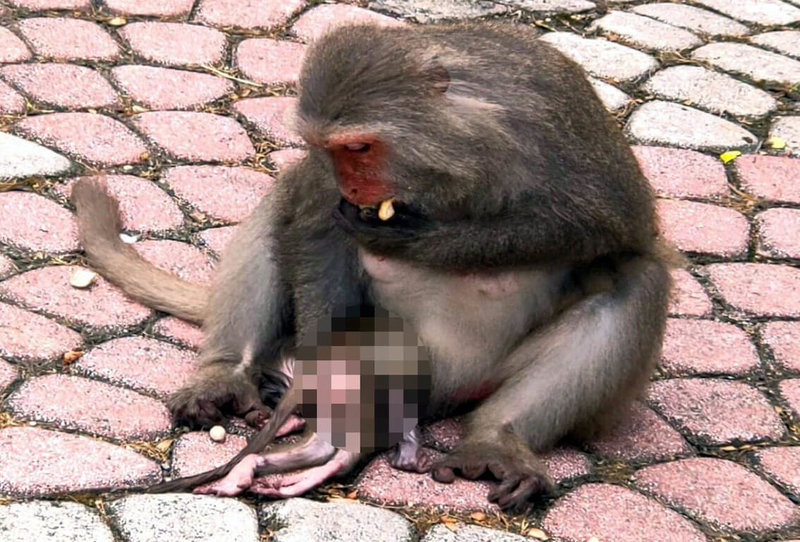 台東縣泰源幽谷登仙橋日前有民眾目睹一隻母猴緊抱著死去的孩子，不願放手。相關單位已啟動觀察機制，但不會過度干擾母猴。（羅姓民眾提供）中央社記者盧太城台東傳真 111年6月15日