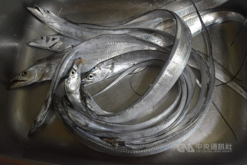 中國對台灣某水產品生產企業暫停進口申報一週，農委會表示，原因是在冷凍白帶魚包裝上檢出COVID-19病毒，但尚無科學證實會傳染人，會要求中方提供科學證據。圖為白帶魚。（中央社檔案照片）