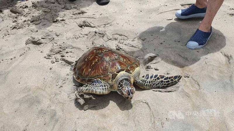 澎湖縣政府配合世界海龜日，16日在馬公嵵裡海域野放11隻保育類的海龜，海龜在大小朋友的加油聲中，奮力的爬向大海。中央社  111年6月16日