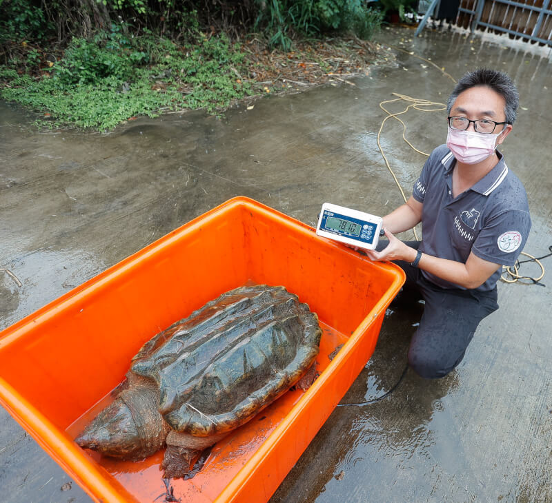 新竹市有民眾在客雅溪發現1隻鱷龜，經檢查體長120公分、體重72公斤，呼籲民眾勿棄養。（圖取自林智堅臉書facebook.com）