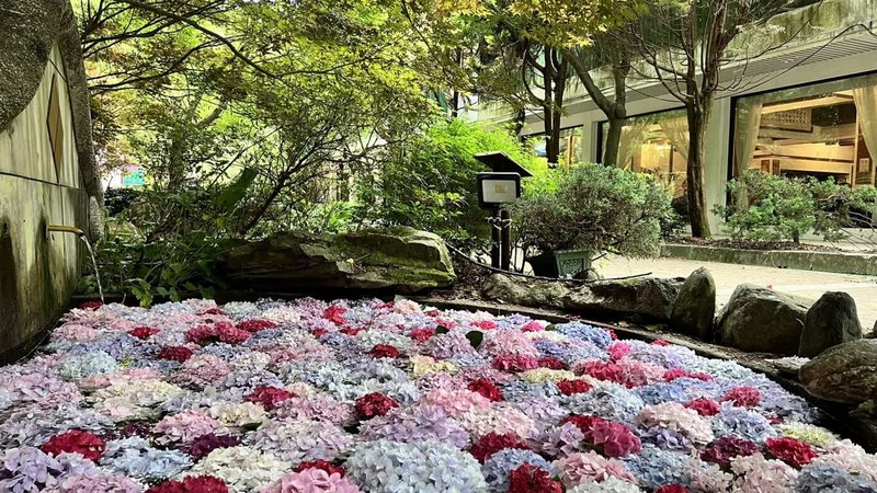 武陵農場的繡球花季開跑,農場將繡球花放入水池內,宛如日本「花手水」,吸引民眾前往拍照。(武陵農場提供)中央社記者趙麗妍傳真 111年6月17日