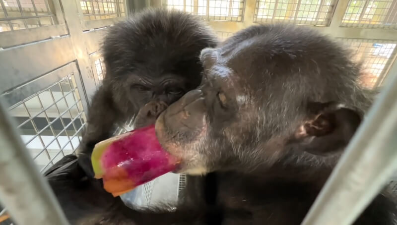 壽山動物園提供冰棒讓動物消暑，黑猩猩「莉忠」（後）被室友「美珍」（前）舔食七彩冰棒的模樣吸引，專注看著美珍吃。（圖取自facebook.com/ShouShanZoo）