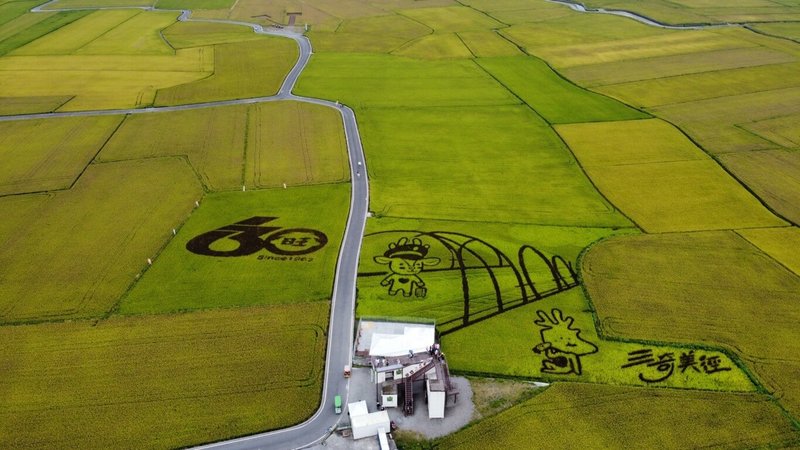 被稱為「宜蘭版伯朗大道」的冬山鄉「三奇美徑」,近來當地一整片約20公頃的稻田從翠綠轉金黃。冬山鄉公所21日表示,7月初起農民將陸續收割,想要欣賞廣闊農田美景的遊客要把握時間。(冬山鄉公所提供)中央社記者沈如峰宜蘭縣傳真 111年6月21日