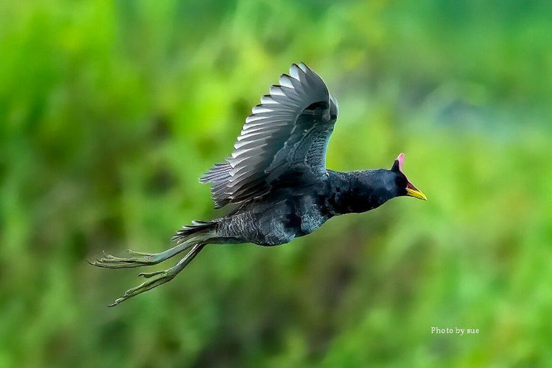 鳥類攝影家吳素娥近日在台南市將軍區一處農田拍攝到少見的夏候鳥「董雞」飛行，感到非常驚喜。（吳素娥提供）中央社記者楊思瑞台南傳真 111年6月22日