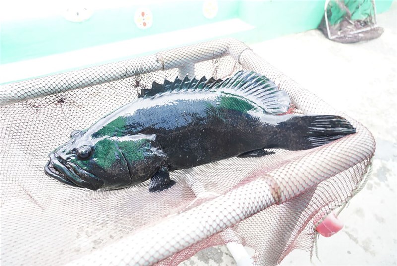 中國近期以檢出禁藥為由暫停進口台灣石斑魚。（中央社檔案照片）