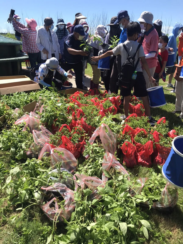 澎湖國家風景區管理處24日結合內垵國小師生與社區民眾,在西嶼鄉東昌營區種植白鳯菜、紅鳳菜及馬櫻丹等蜜源植物,盼為越冬過境的青斑蝶打造一處棲息好所在,也幫助生態環境永續。(澎湖國家風景區管理處提供)中央社 111年6月24日